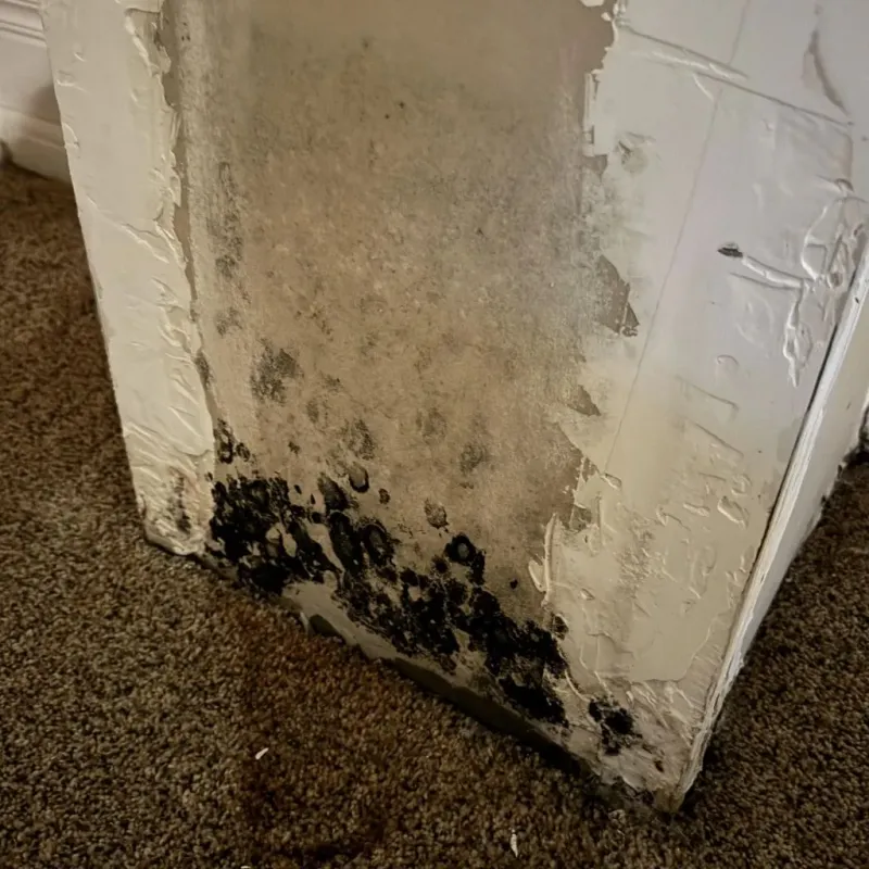 Professional Mold Removal in Golconda, IL